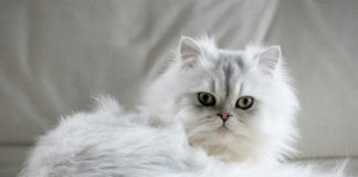 Il Gatto Persiano varietà Chinchilla 586 0 061 Gatto Persiano varieta Chinchilla